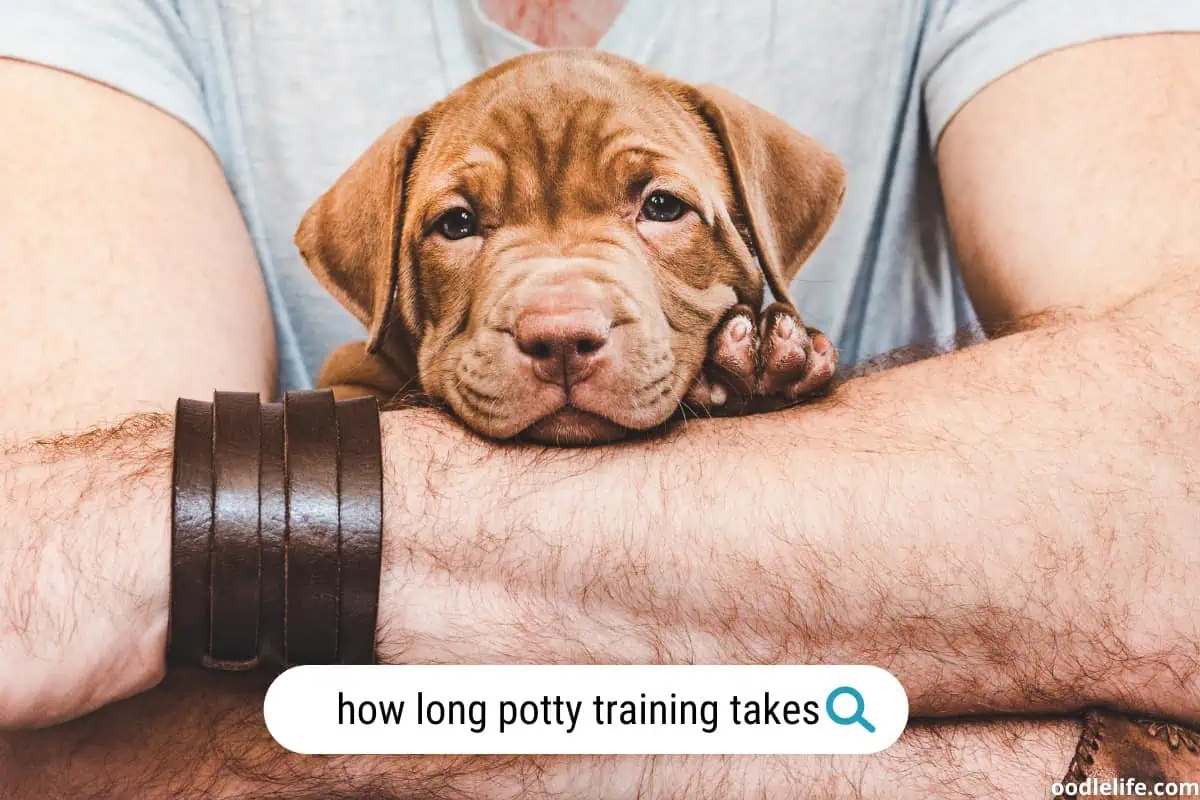 How long it take to potty train a puppy?