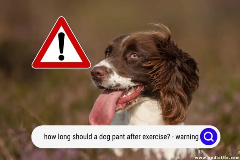 How Long Should a Dog Pant After Exercise? [Warning]