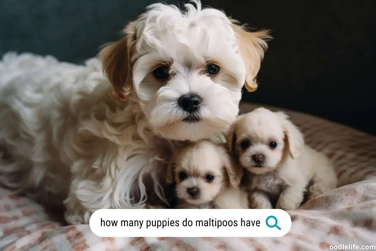 How many puppies do Maltipoos have?