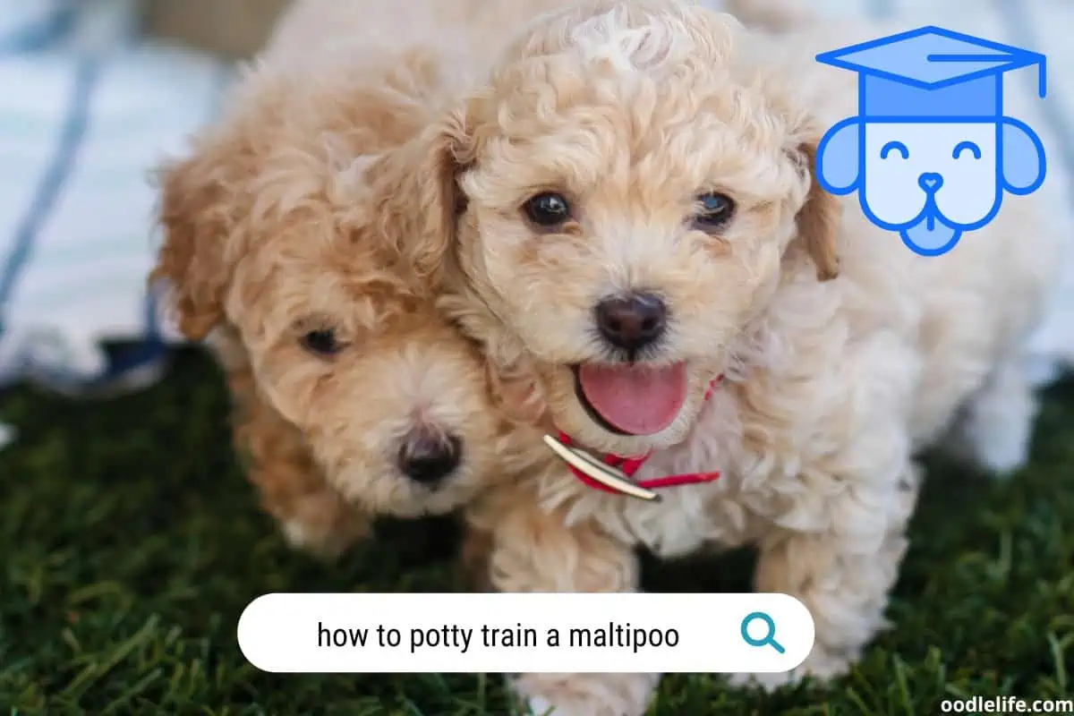 How to potty train a Maltipoo puppy