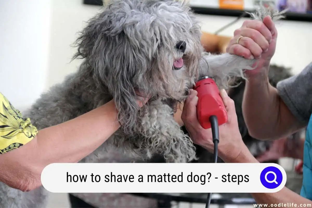 how to shave a matted dog