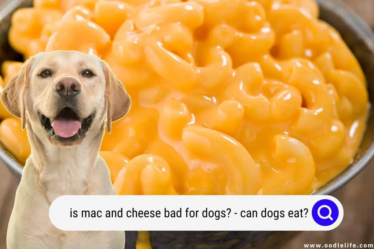 is mac and cheese bad for dogs