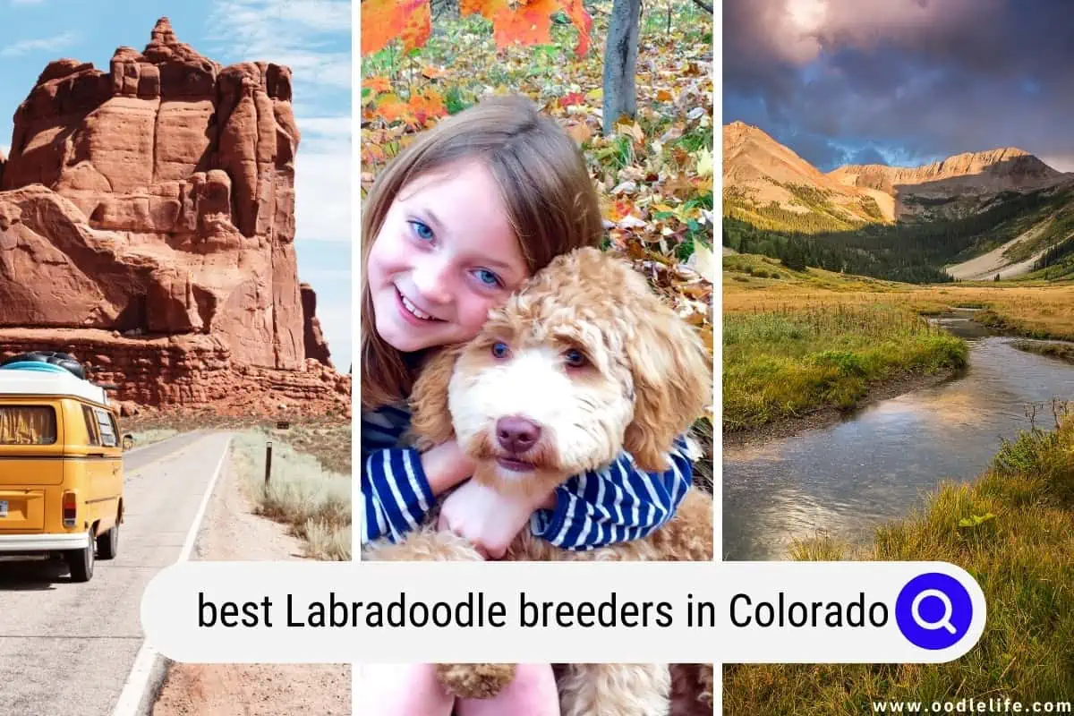 Labradoodle breeders in Colorado