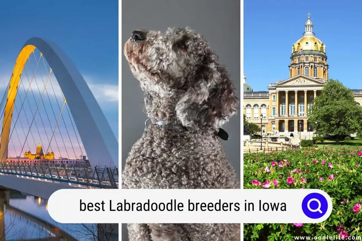 Labradoodle breeders in Iowa