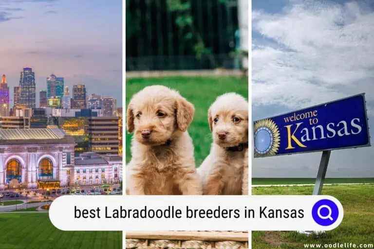 Best Labradoodle Breeders in Kansas (2023 Update)