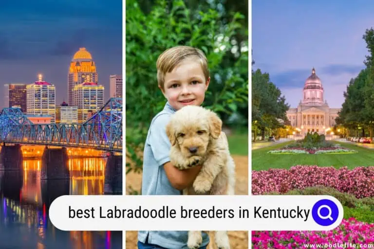 Best Labradoodle Breeders in Kentucky (2023  Update)