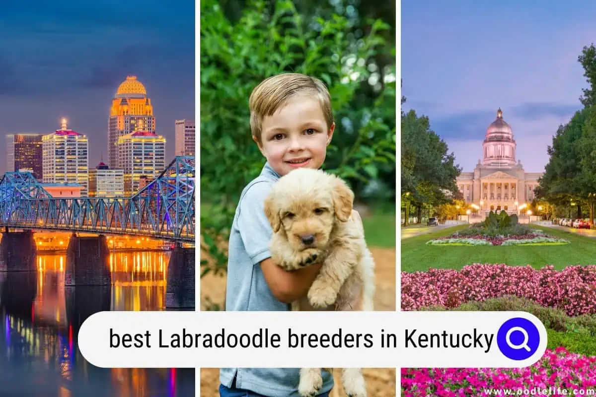 Labradoodle breeders in Kentucky