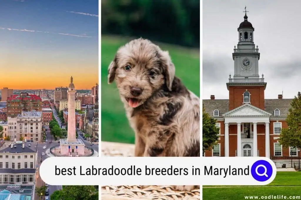 Labradoodle breeders in Maryland