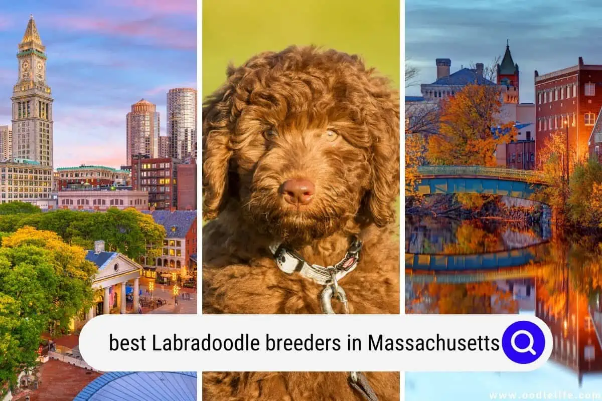 Labradoodle breeders in Massachusetts