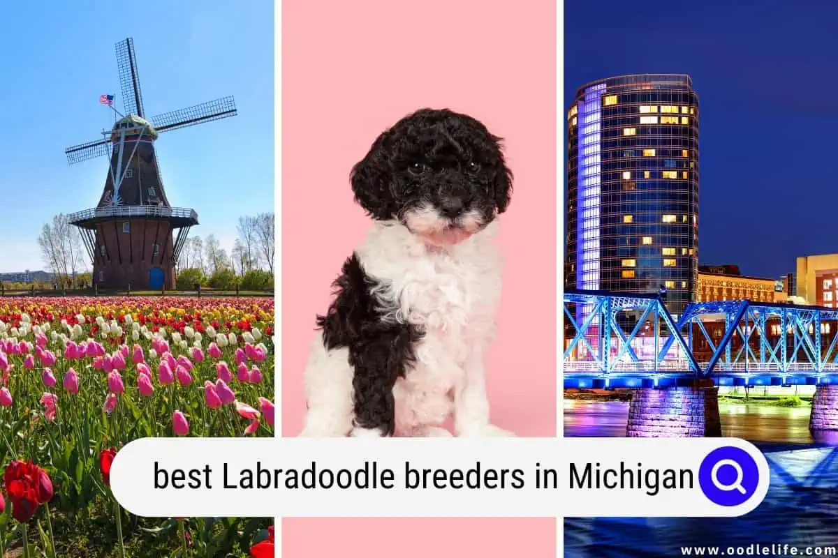 Labradoodle breeders in Michigan