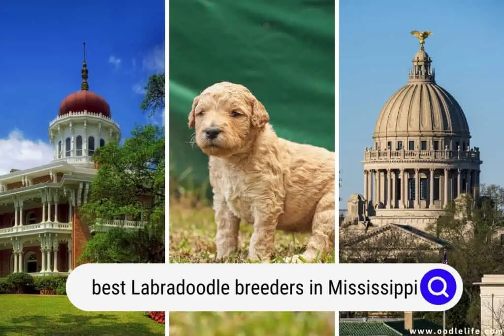 Labradoodle breeders in Mississippi