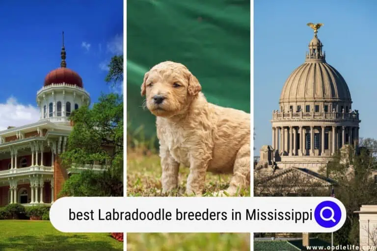 Best Labradoodle Breeders In Mississippi (2024 Update)