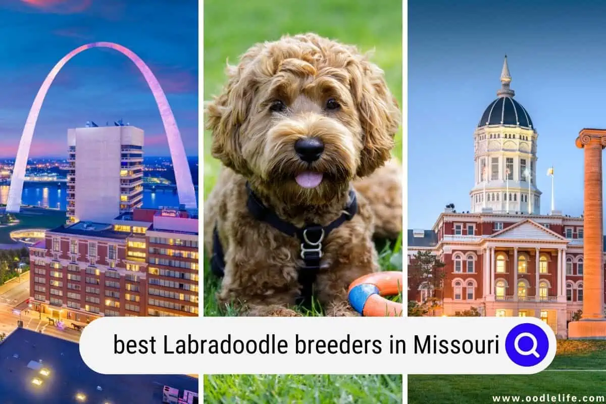 Labradoodle breeders in Missouri