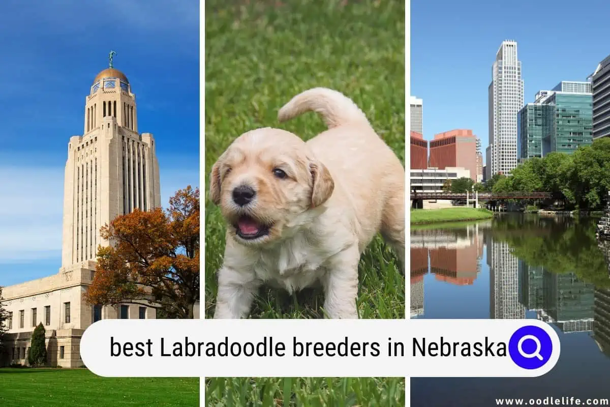 Labradoodle breeders in Nebraska