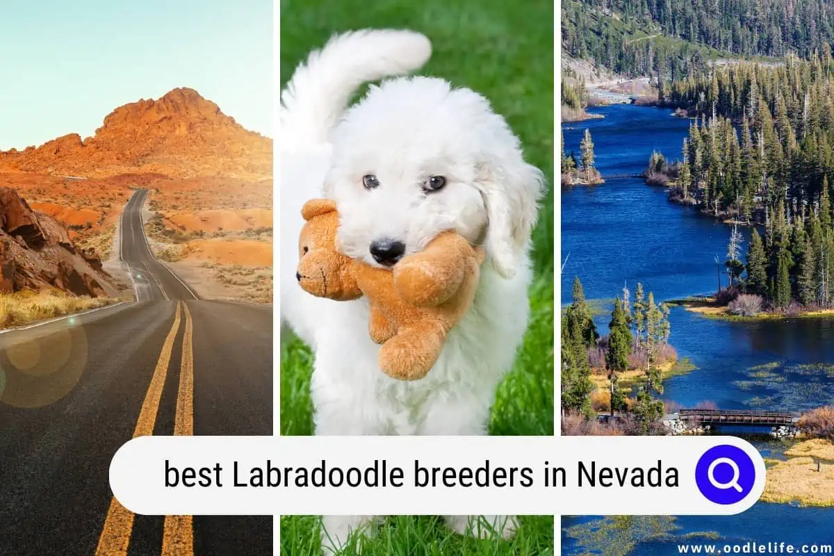 Labradoodle breeders in Nevada