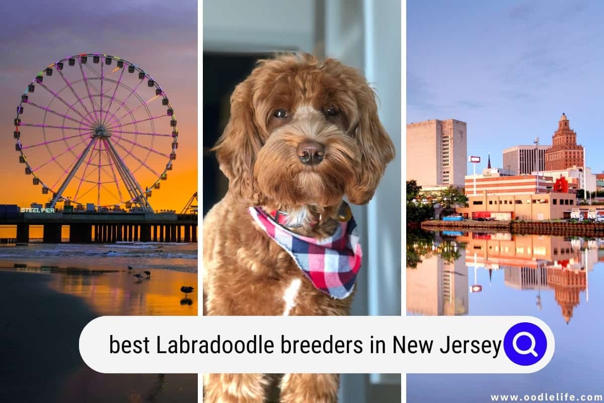 Best Labradoodle Breeders In New Jersey (2024 Update) Oodle Life