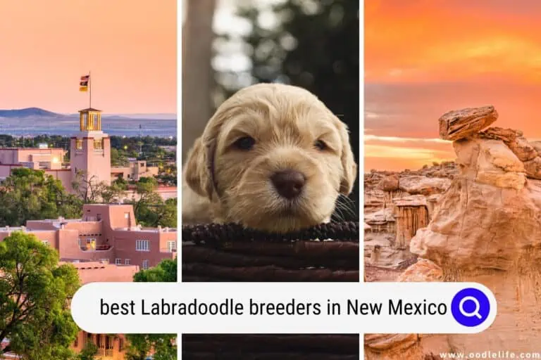 Best Labradoodle Breeders in New Mexico (2025 Update)