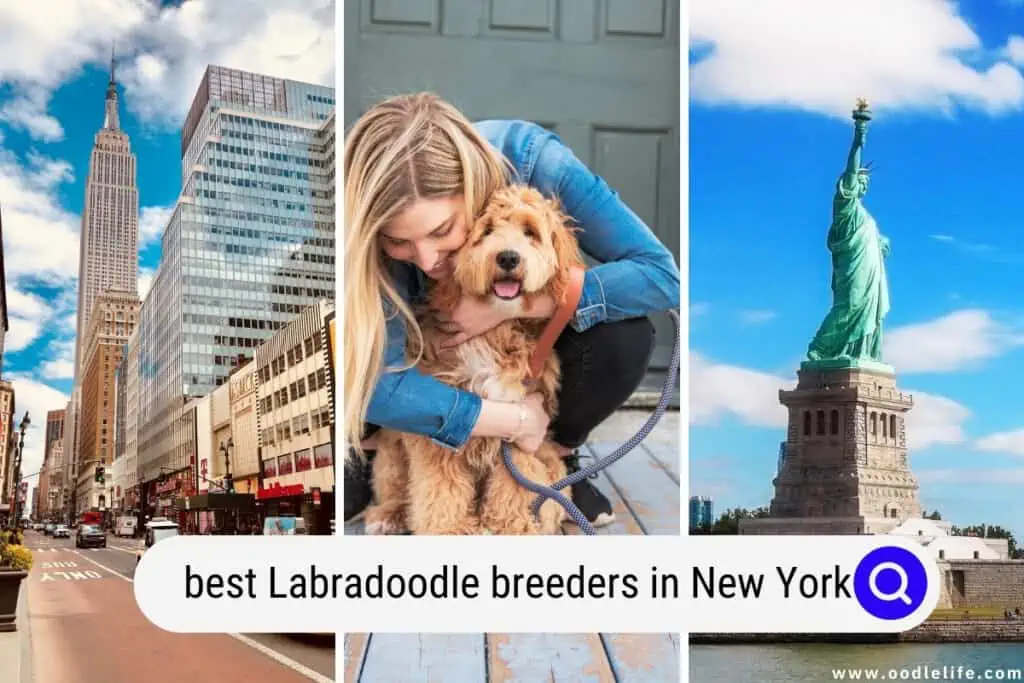 Labradoodle breeders in New York