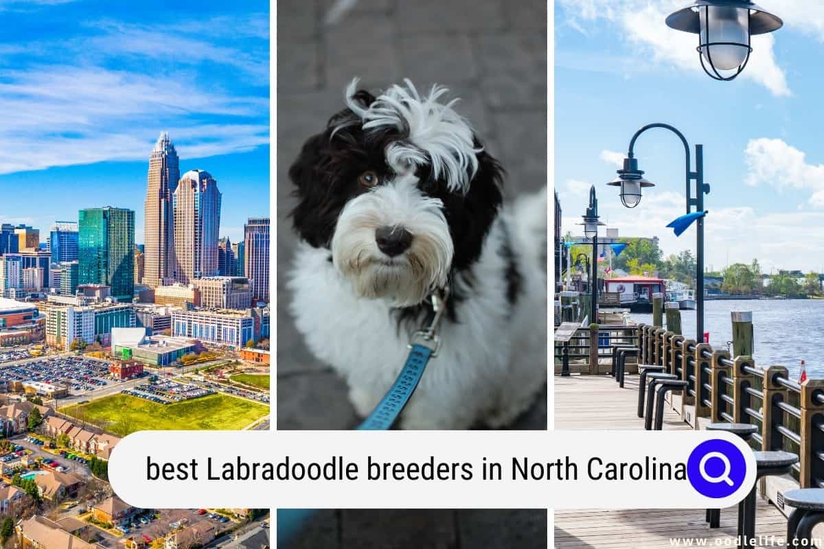 Best Labradoodle Breeders In North Carolina (2024 Update) Oodle Life