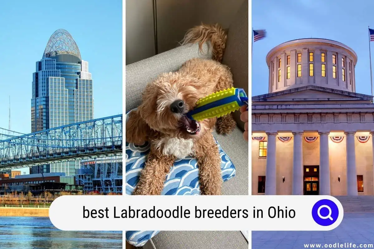 Labradoodle breeders in Ohio