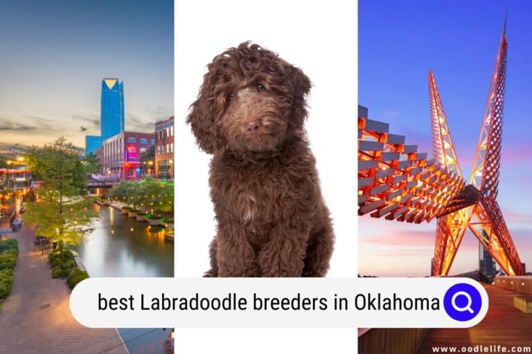 Best Labradoodle Breeders In Oklahoma (2023 Update)