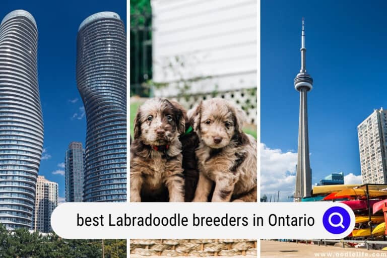 Best Labradoodle Breeders in Ontario (2024 Update)