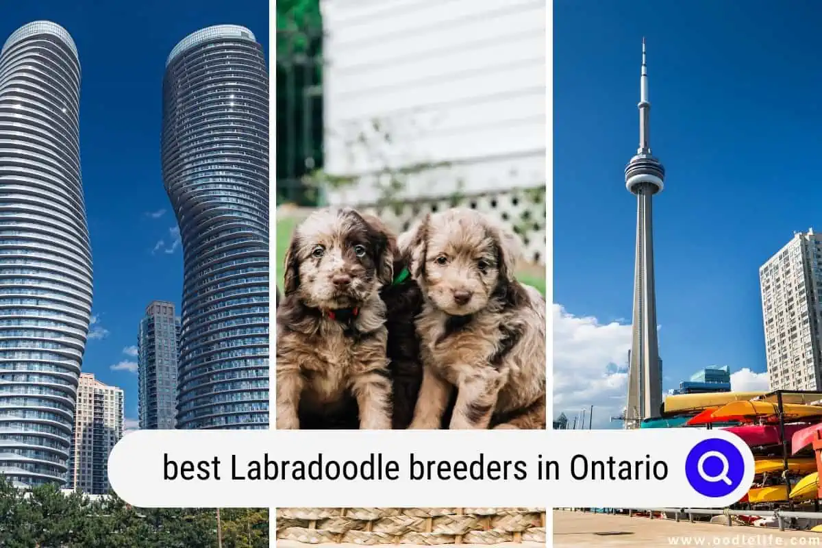 Labradoodle breeders in Ontario