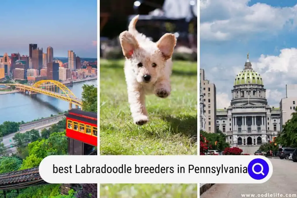 Labradoodle breeders in Pennsylvania