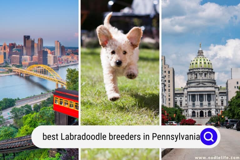 5 Best Labradoodle Breeders in Pennsylvania (2026 Update)