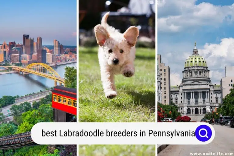 5 Best Labradoodle Breeders in Pennsylvania (2024 Update)