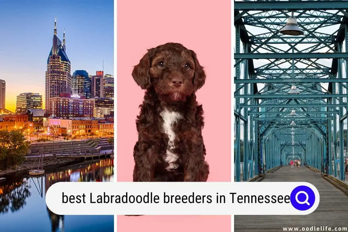 Labradoodle breeders in Tennessee