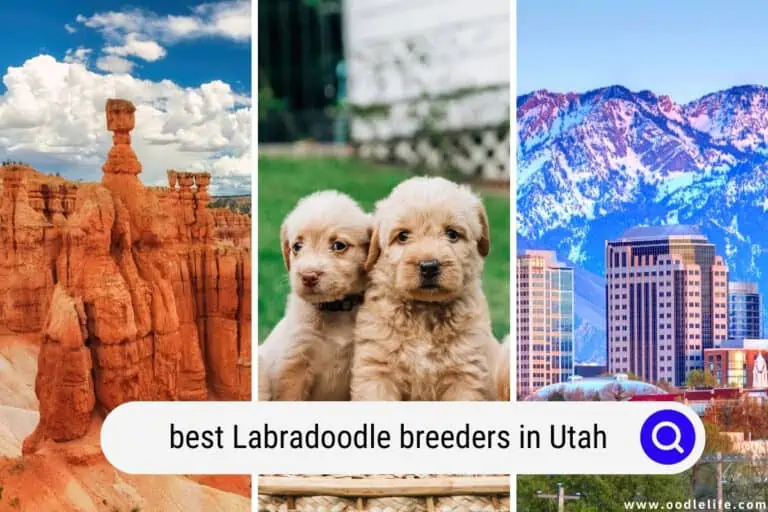 4 Best Labradoodle Breeders in Utah (2024 Update)