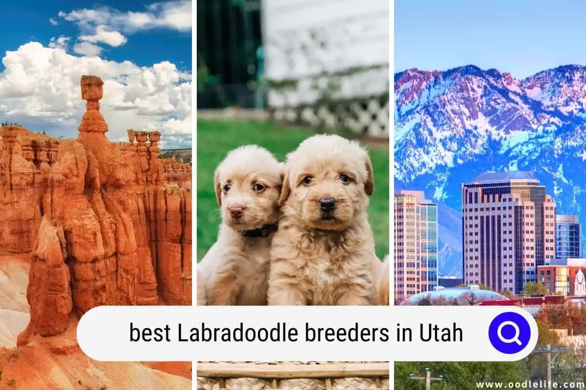 Labradoodle breeders in Utah
