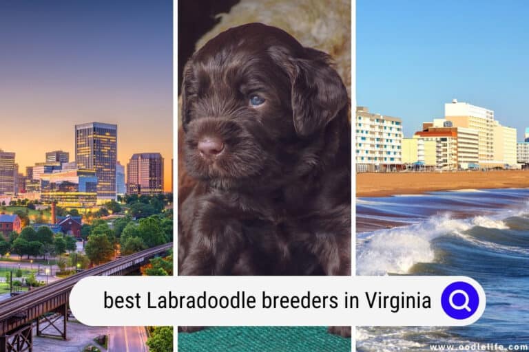 Best Labradoodle Breeders in Virginia (2026 Update)