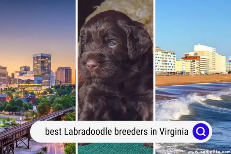 Best Labradoodle Breeders in Virginia (2024 Update)