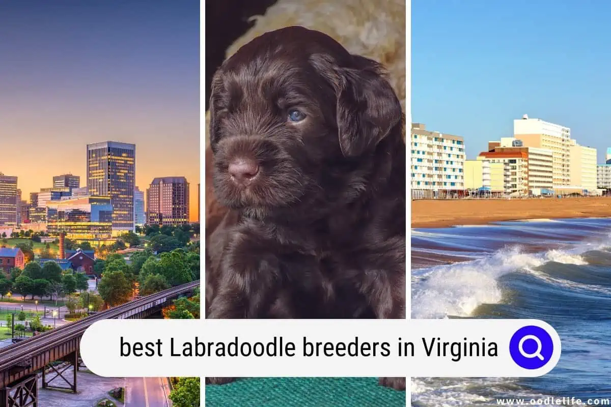 Labradoodle breeders in Virginia