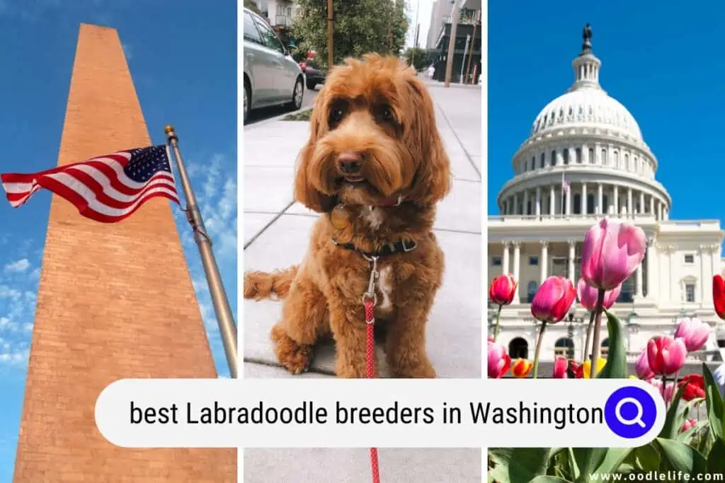 Labradoodle breeders in Washington