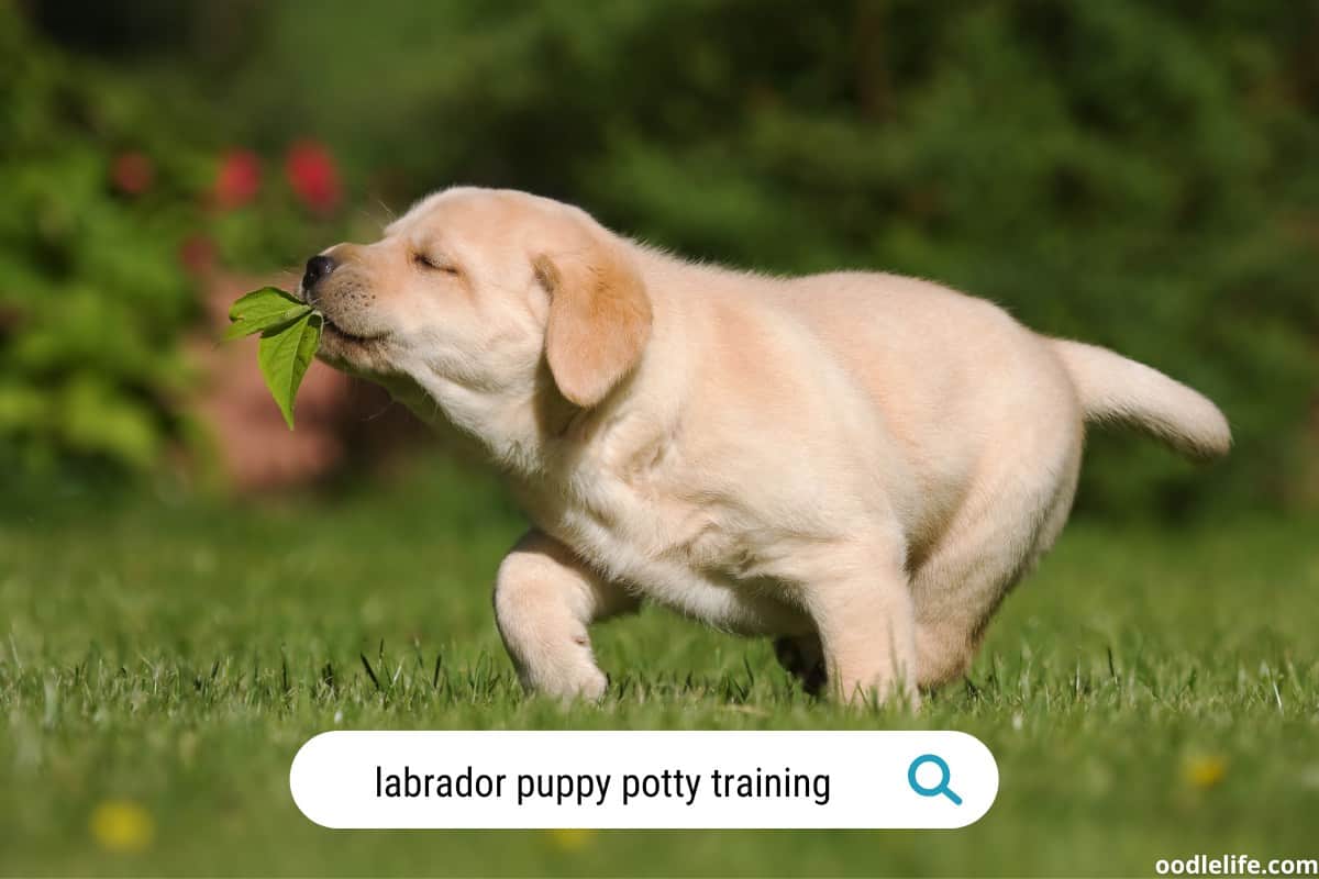 Mastering Labrador Puppy Potty Training Tips And Tricks Oodle Life