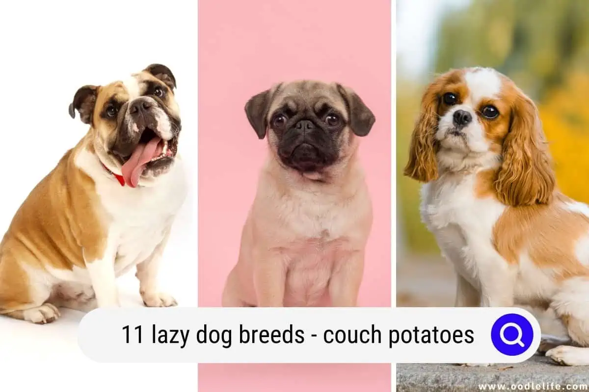 11 Lazy Dog Breeds (Couch Potatoes) - Oodle Life