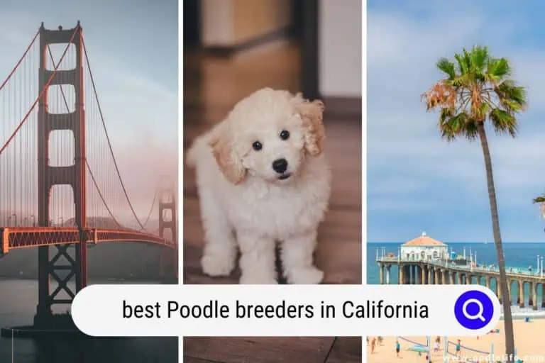 Best Poodle Breeders In California (2023 Update)