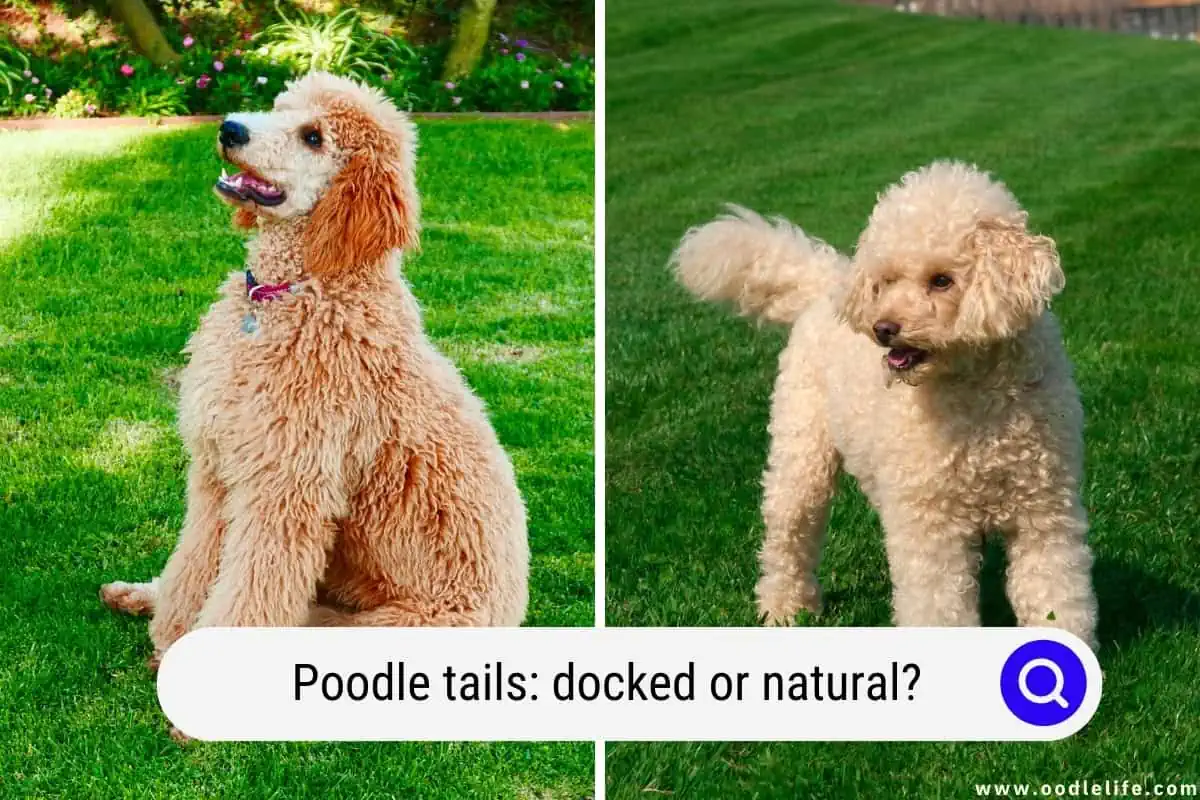 Poodle tails: docked or natural