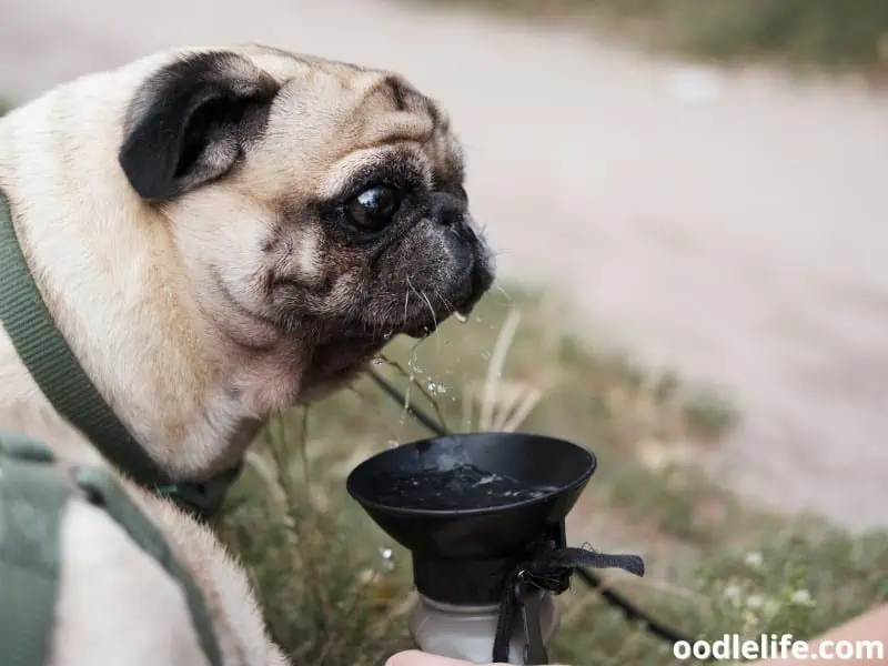 Pug drinks water from the bottle