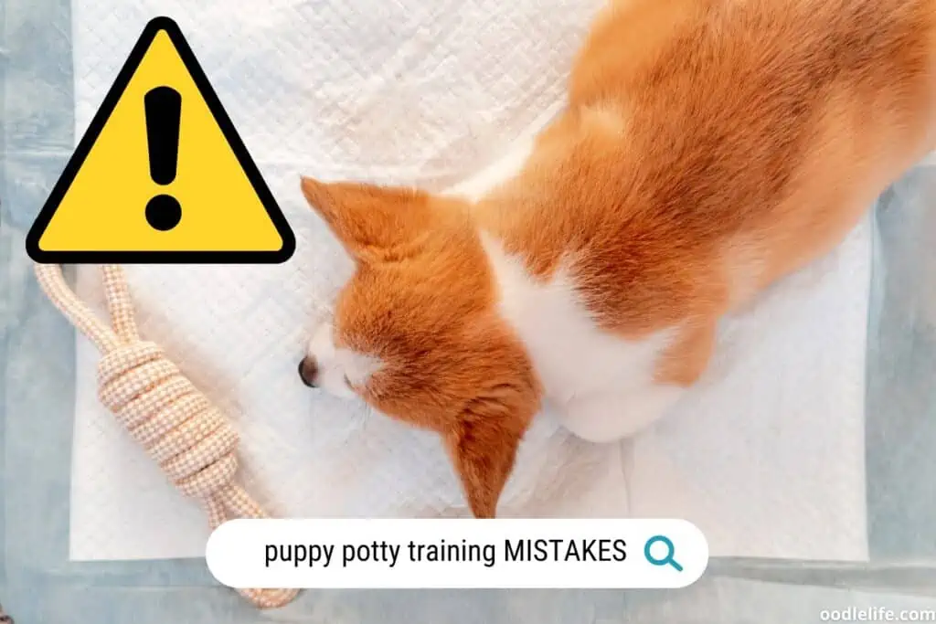 13 common puppy potty training mistakes