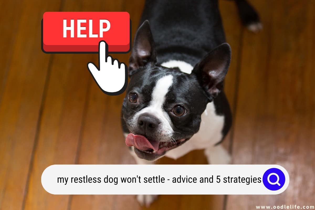 Help! My Restless Dog Won’t Settle (Advice And 5 Strategies) Oodle Life