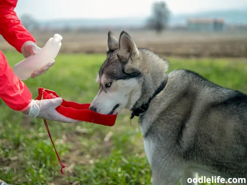 Siberian Husky drinks water