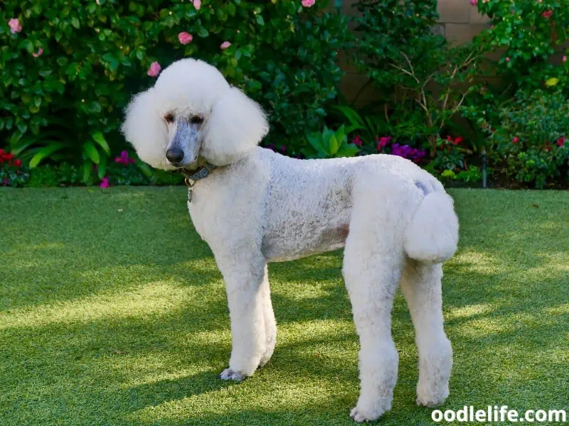 Standard Poodle on the backyard