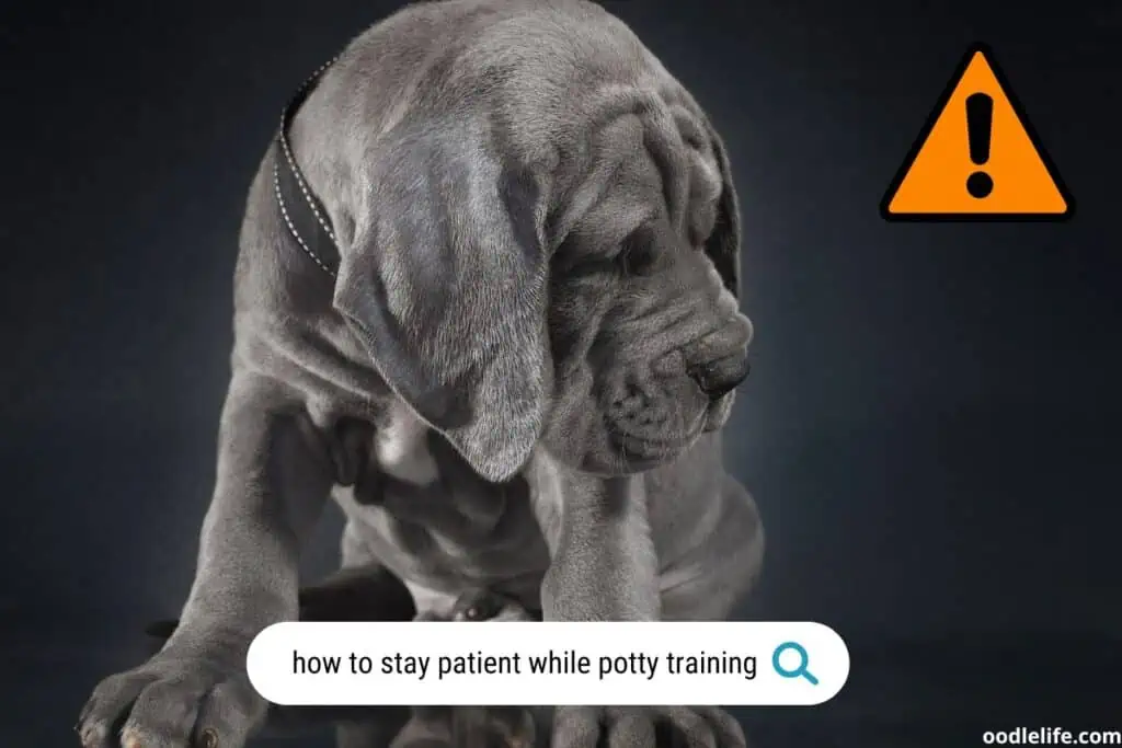How to stay patient during puppy house training