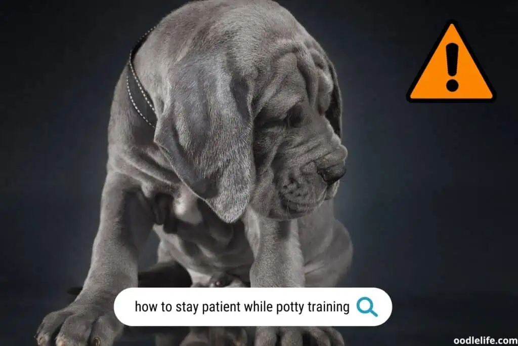 How To Potty Train A Puppy Everything Explained Oodle Life