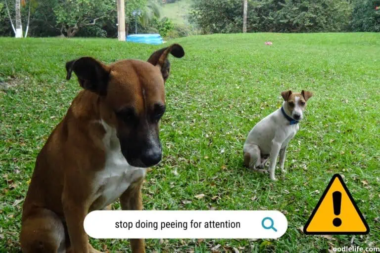 How can I stop my dog peeing for attention?