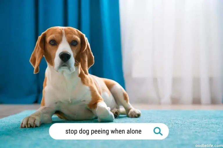 How to stop dog peeing in house when alone